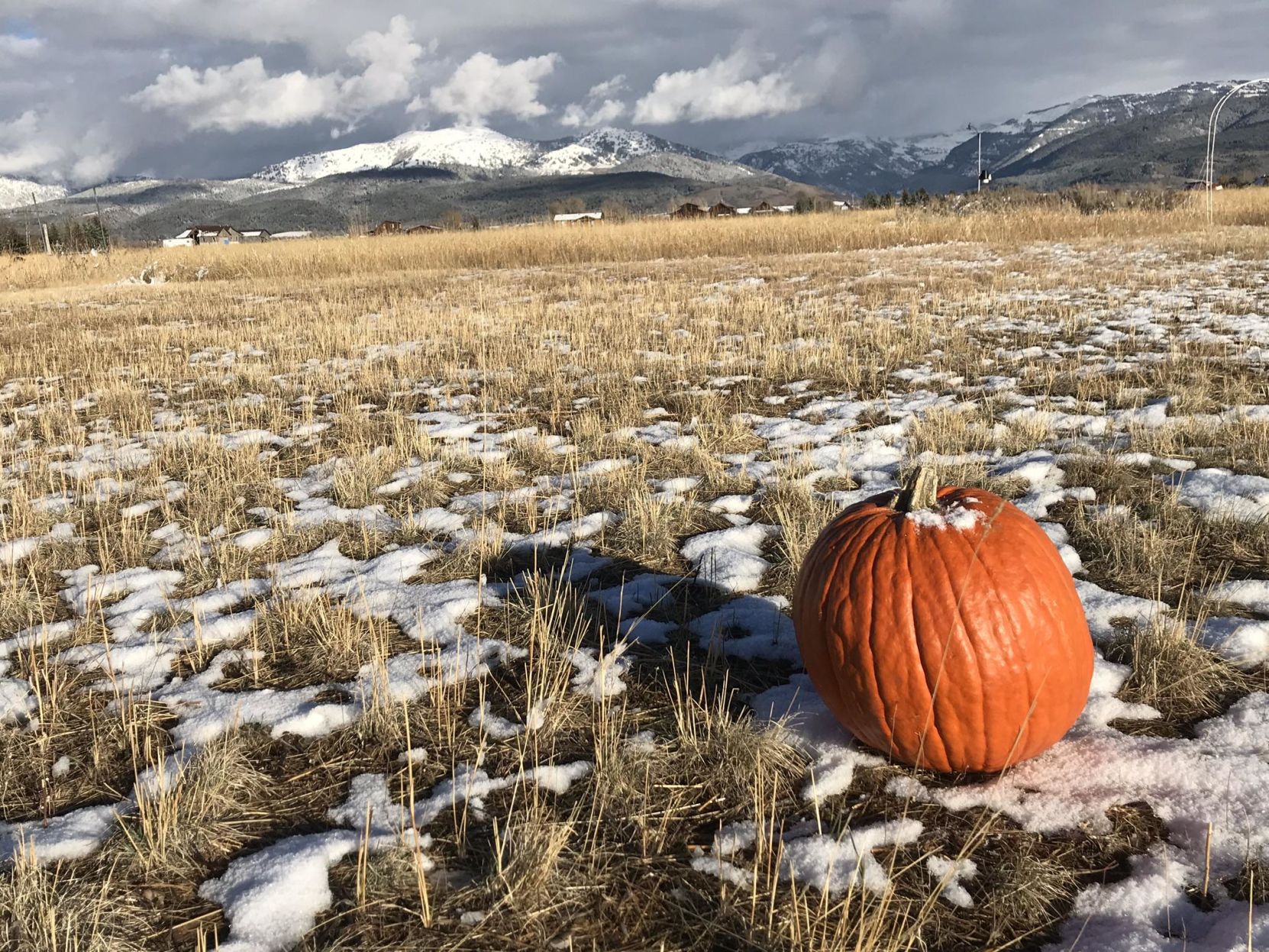 pumpkin snow